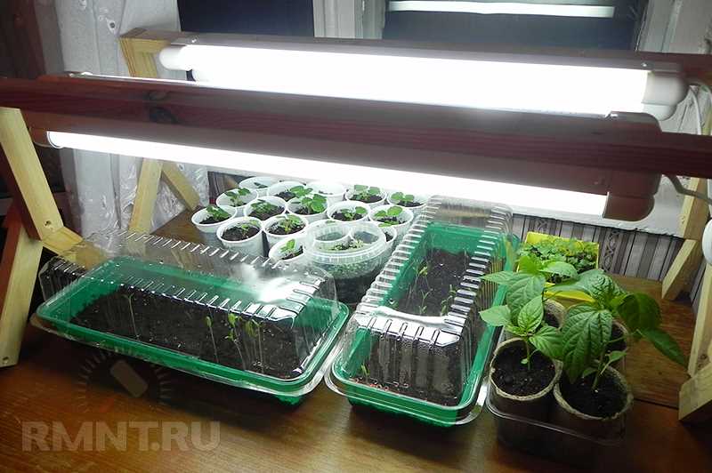 Выращиваем на балконе томаты, перец, огурцы и зелень!