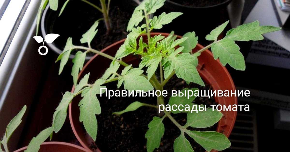 Особенности ухода за рассадой