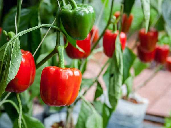 Выращивание болгарского перца – тонкости ухода от посева на рассаду до подготовки к плодоношению