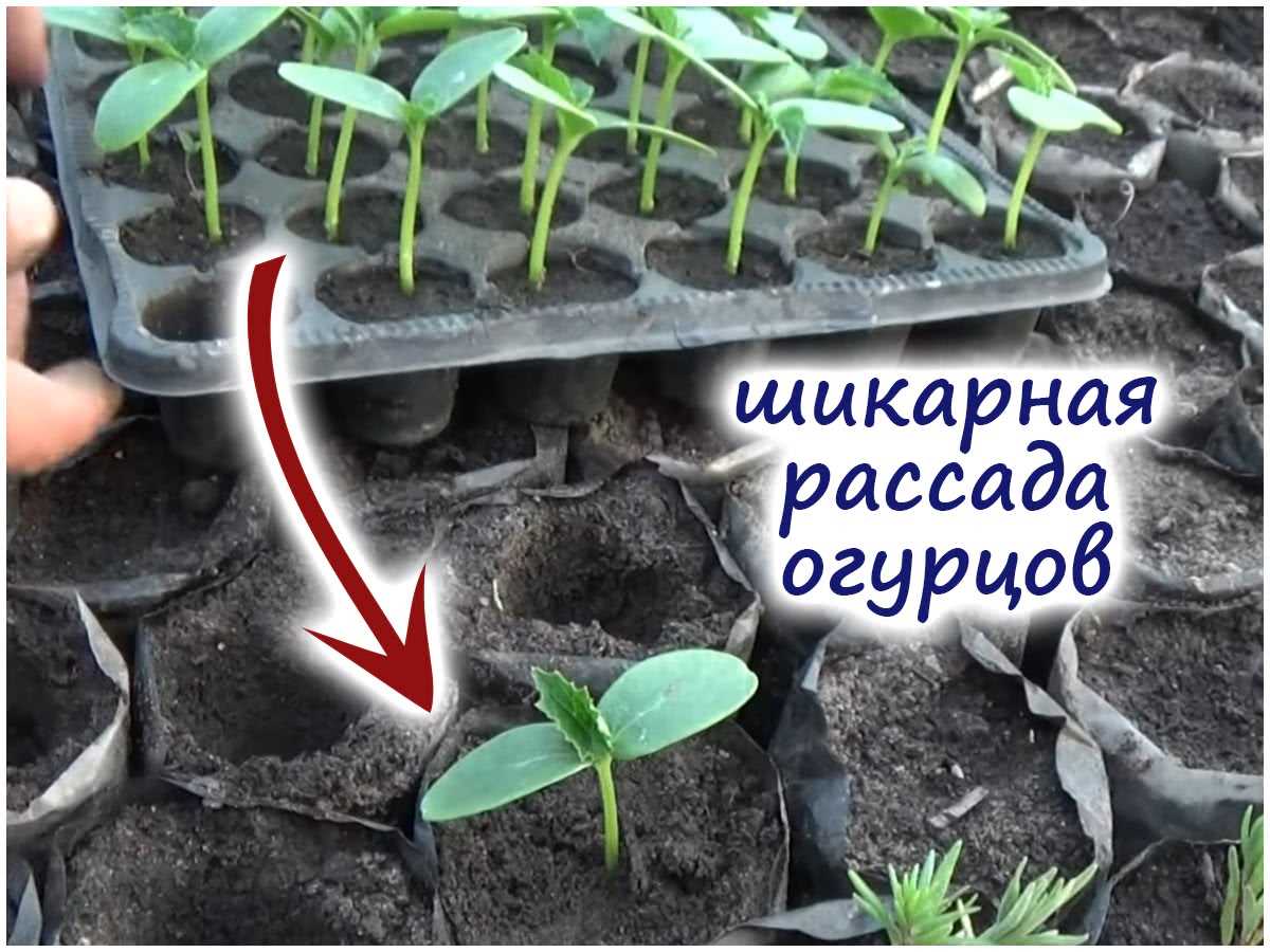 Подготовка почвы для выращивания огурцов