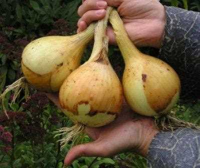 Выращивание лука Эксибишен – как получить луковицы весом 1200 граммов?