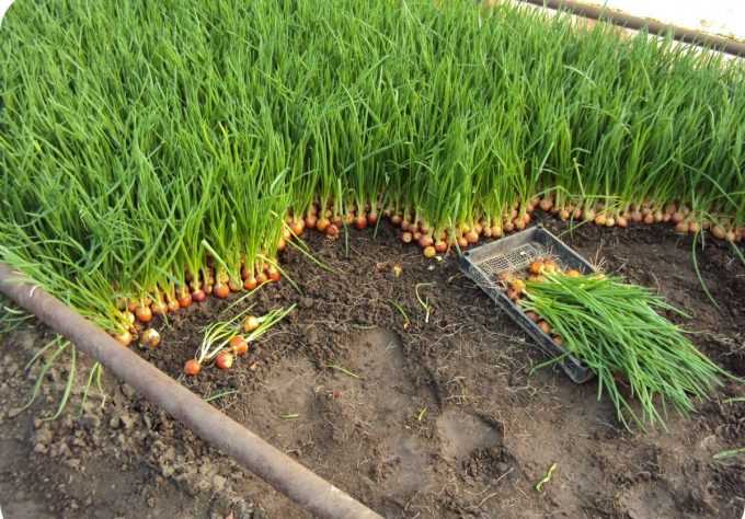 Выращивание лука на перо – можно ли без земли получить сочную зелень?