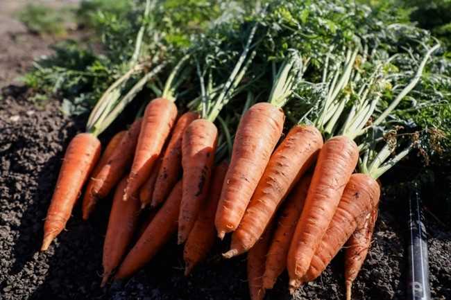 Выбор и посадка семян моркови