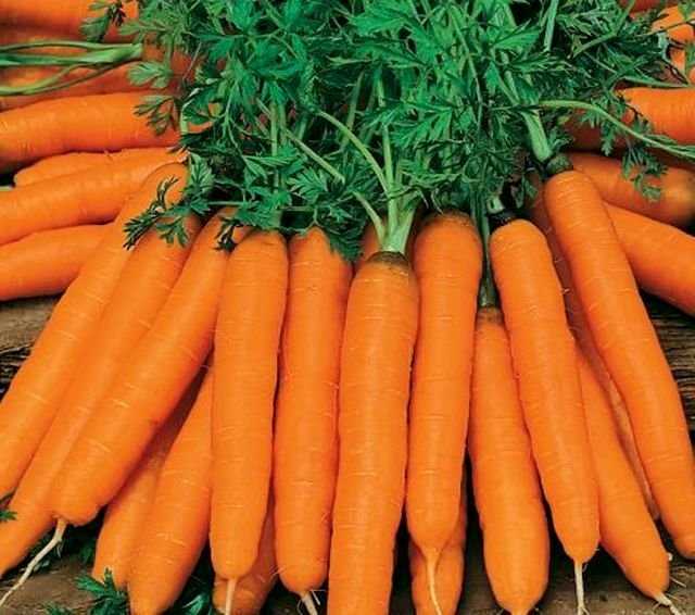 Уход за молодыми растениями моркови