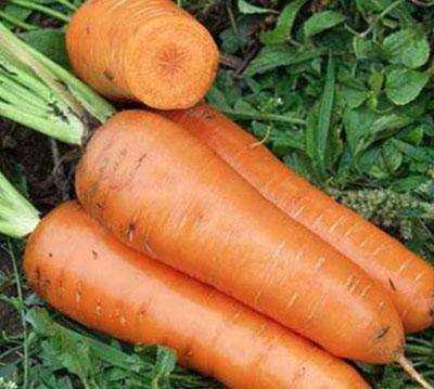 Сроки сбора урожая моркови