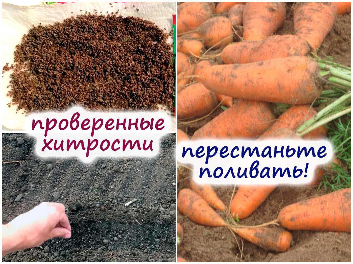 Подготовка грунта для выращивания моркови