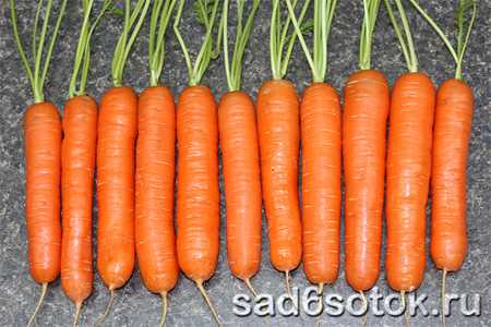 Посев семян моркови и уход