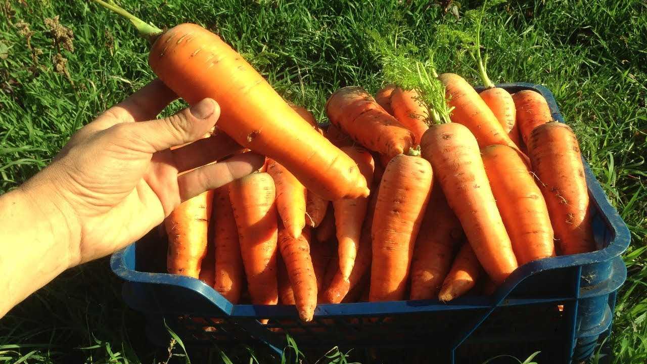 Выращивание моркови от А до Я – что нужно, чтобы было много ровных, крупных, вкусных плодов?