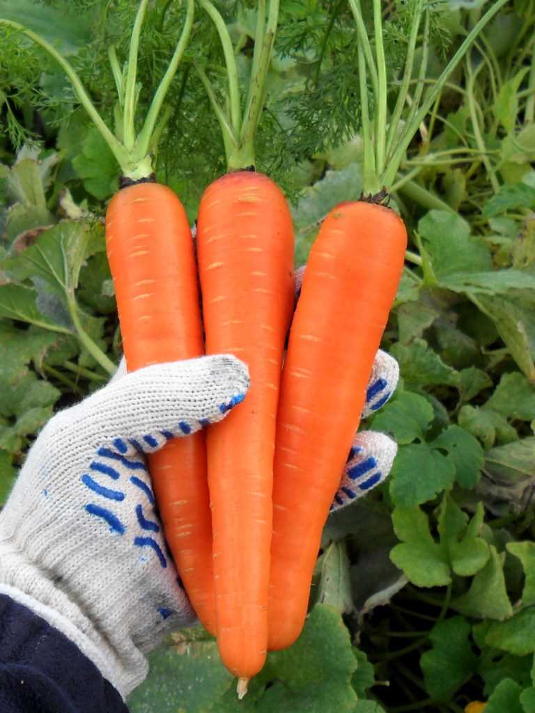 Выращивание моркови в условиях огородного участка