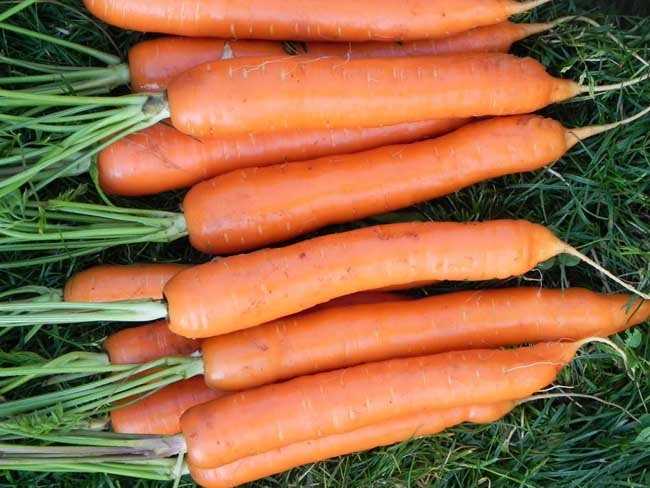 Технологии выращивания моркови в теплице