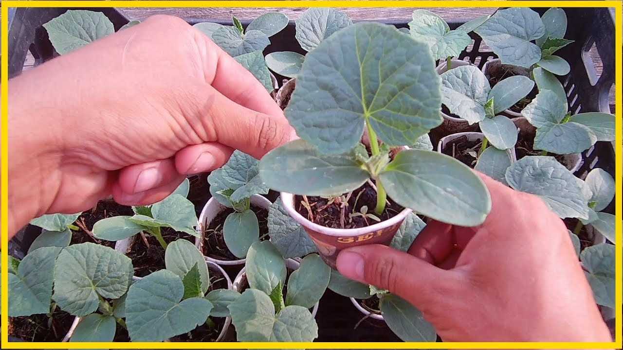 Выращивание огурцов для новичков: 7 этапов к обильному урожаю – советы профессионала