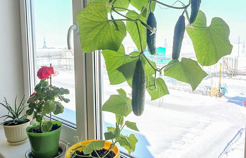 Выращивание огурцов на подоконнике: 1-й шаг – правильный посев семян!