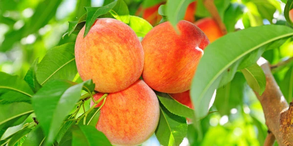 Выращивание персиков от посадки до сбора урожая – ответы на 5 важных вопросов!