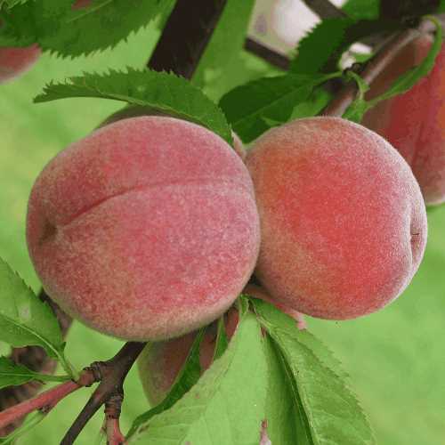 Почему персики – идеальное растение для выращивания в саду