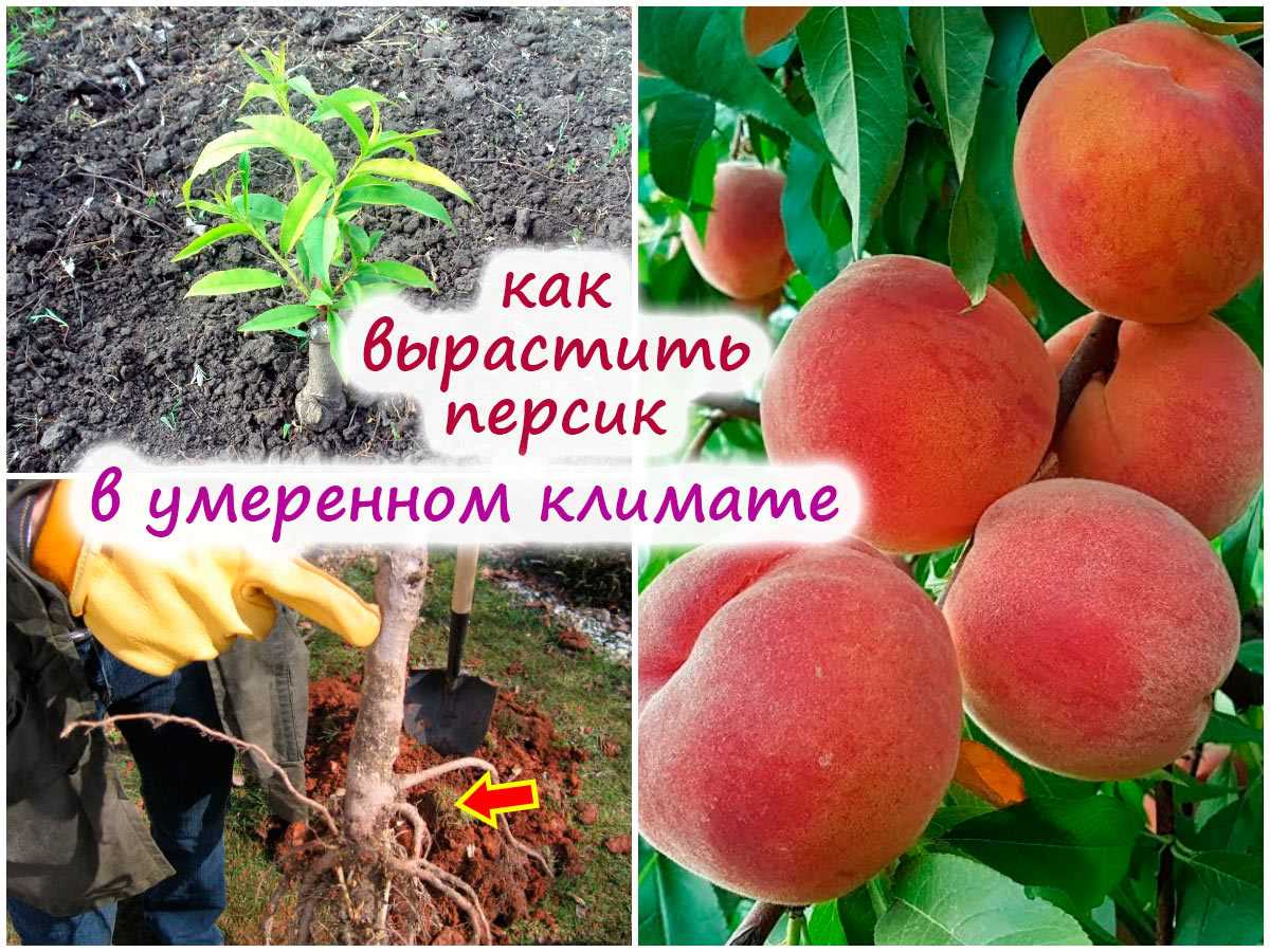 4. Какие питательные вещества необходимы персиковым деревьям?