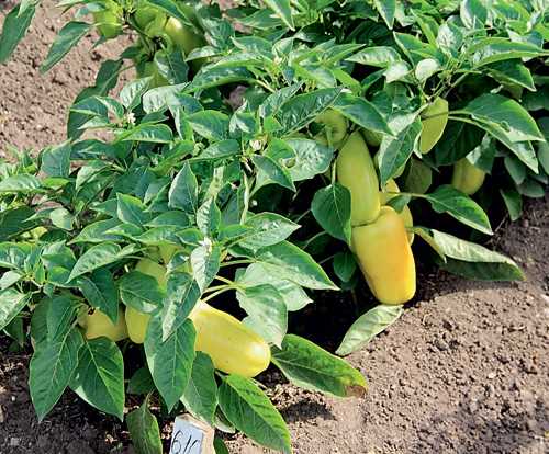 Выращивание перца от А до Я – как повысить урожайность и собирать плоды до заморозков?
