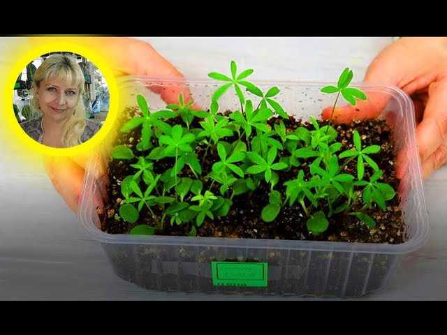 Выращивание рассады люпина: посев и пикировка