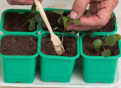 Выращивание рассады виолы: посев, пикировка