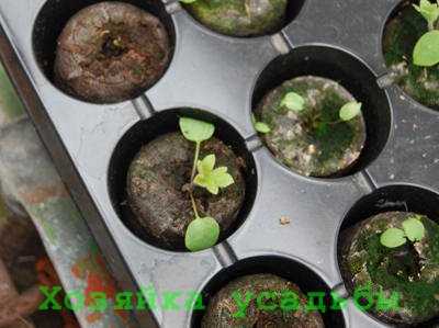Выращивание рассады хризантемы: посев и пикировка