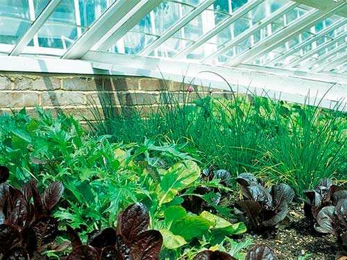 Салат в теплице: рекомендации по использованию удобрений и полива