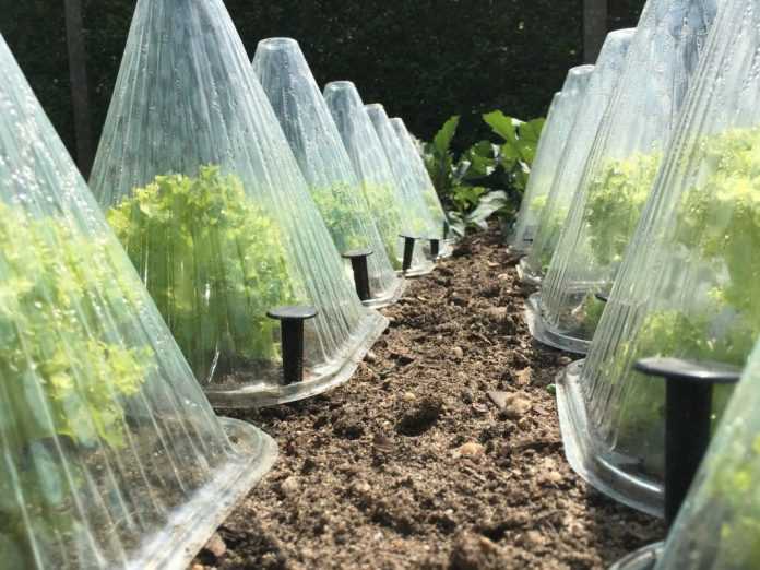 Выращивание салата в теплице – нужно ли удобрять и поливать?