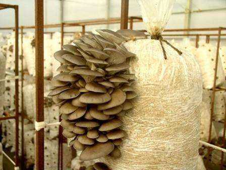 1. Изготовление грибного основания