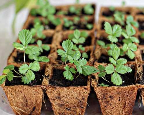 Выращивание земляники из семян – 3 совета опытного огородника