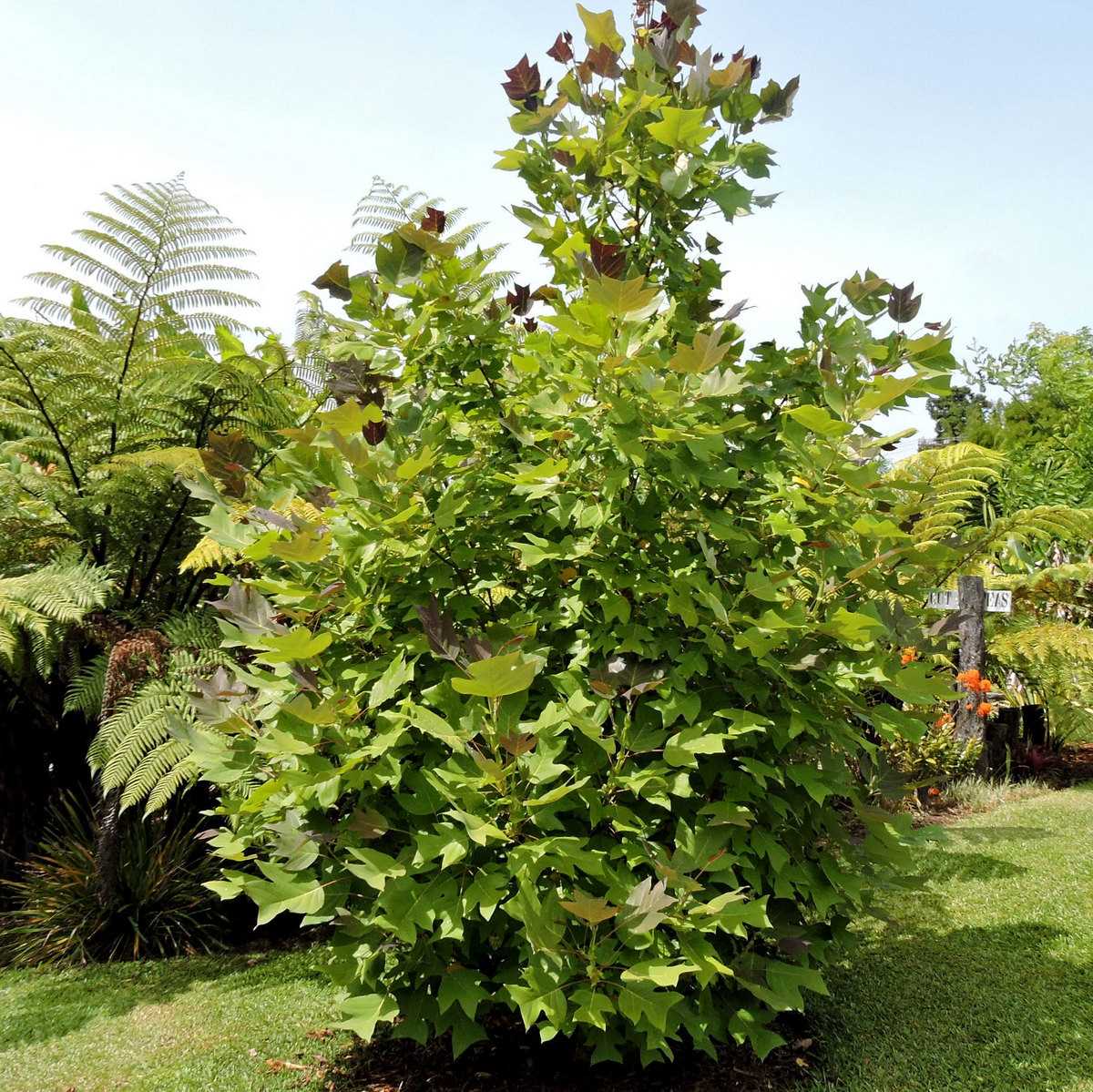 Вырастить тюльпановое дерево реально – проверено опытным садоводом