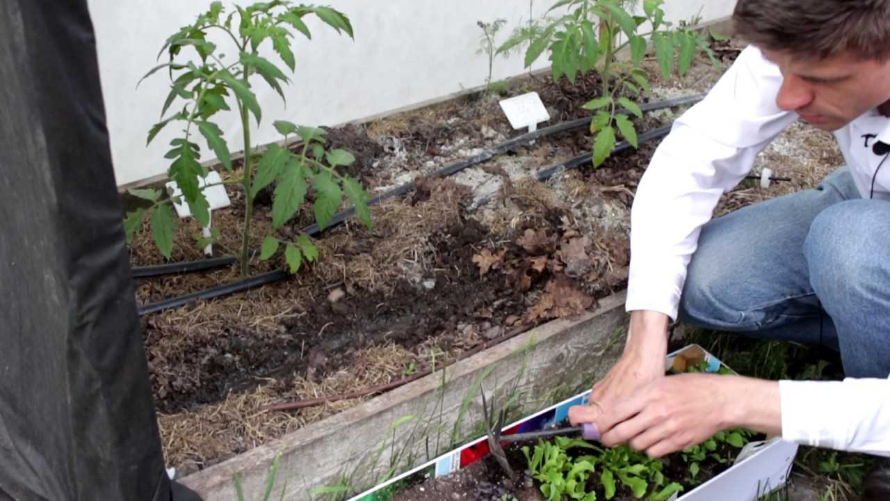 Высадка в огород рассады салата и кинзы – разумное уплотнение помидорной грядки