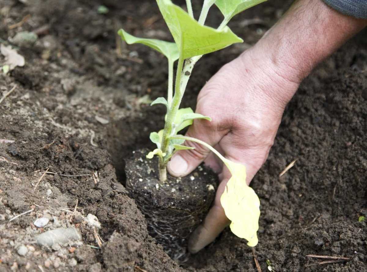 Высаживаем баклажаны: как подготовить почву, чтобы получить плоды до 1 кг весом?