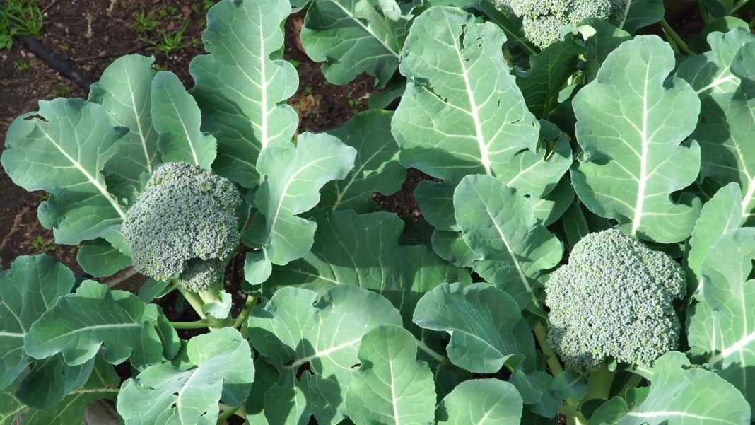 Признаки здоровых всходов капусты брокколи