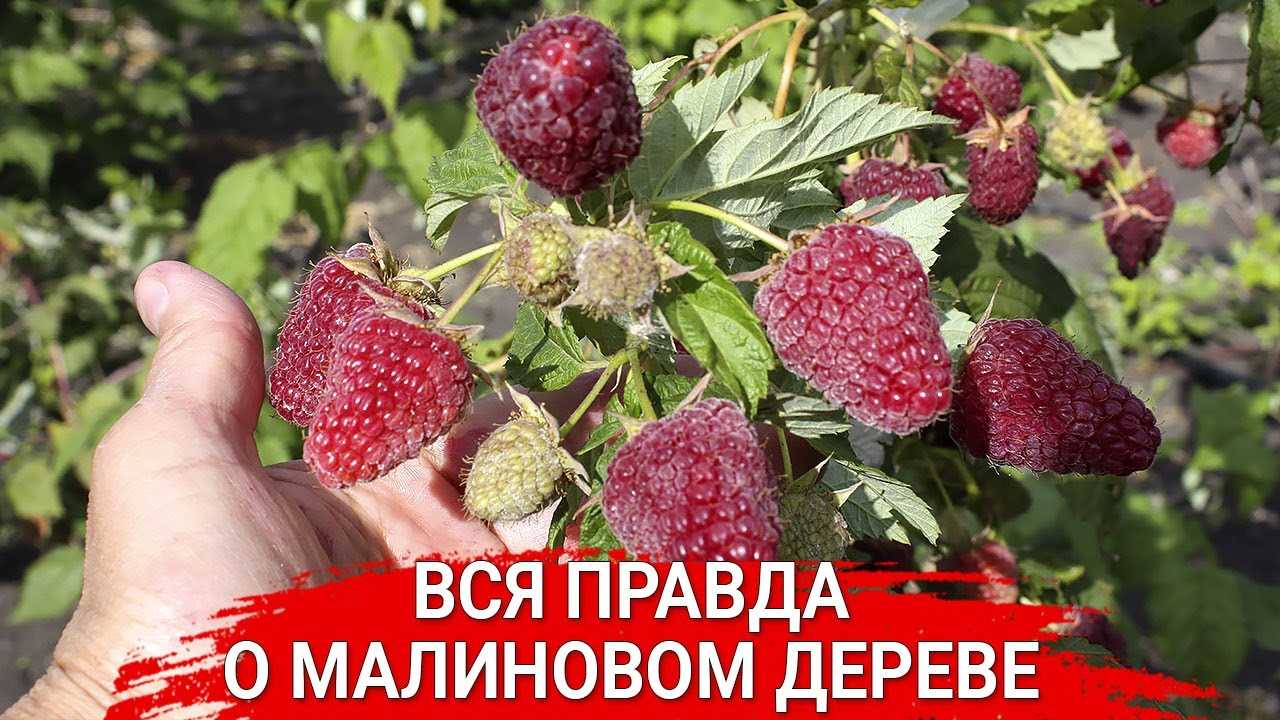 Подделки и распространенные мошенничества