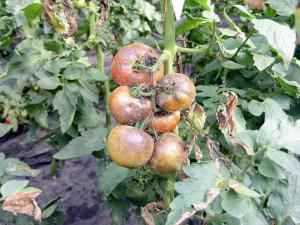 Причины вяния верхушки на томатах
