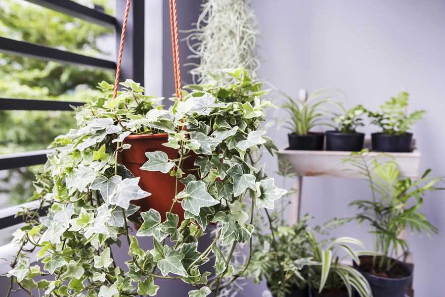 Поддержка и подвязка вьющихся растений: как создать красивую и устойчивую опору