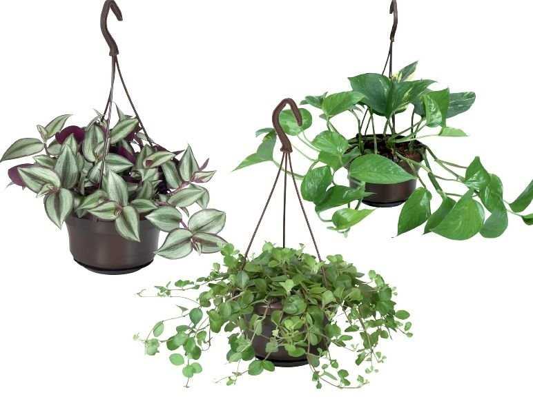 Миф 7: Вьющиеся растения не нуждаются в прищипывании