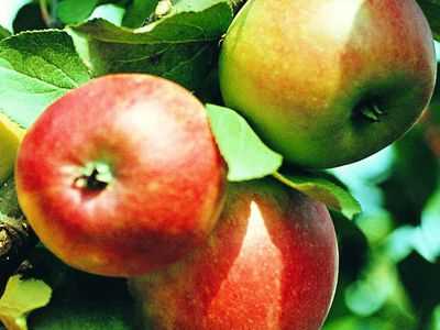Выбор места для посадки яблони карликовой