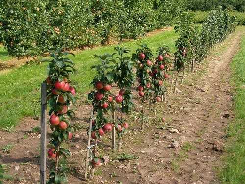 Уход за яблоней карликовыми: полив и подкормка