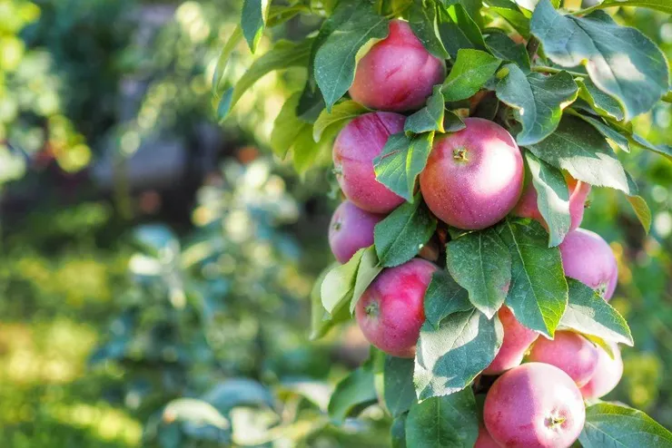 Как выбрать сорт яблони колоновидной?