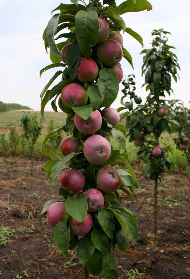 Удобрение яблони колоновидной