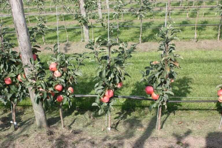 Борьба с вредителями и болезнями яблони колоновидной