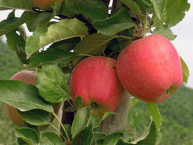Сбор и хранение урожая яблони колоновидной