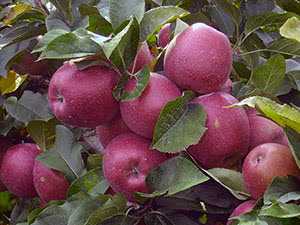 Все о выращивании яблони в саду