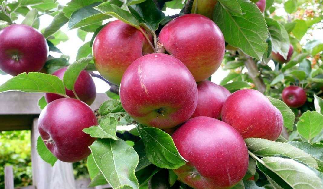 Размножение яблони в саду