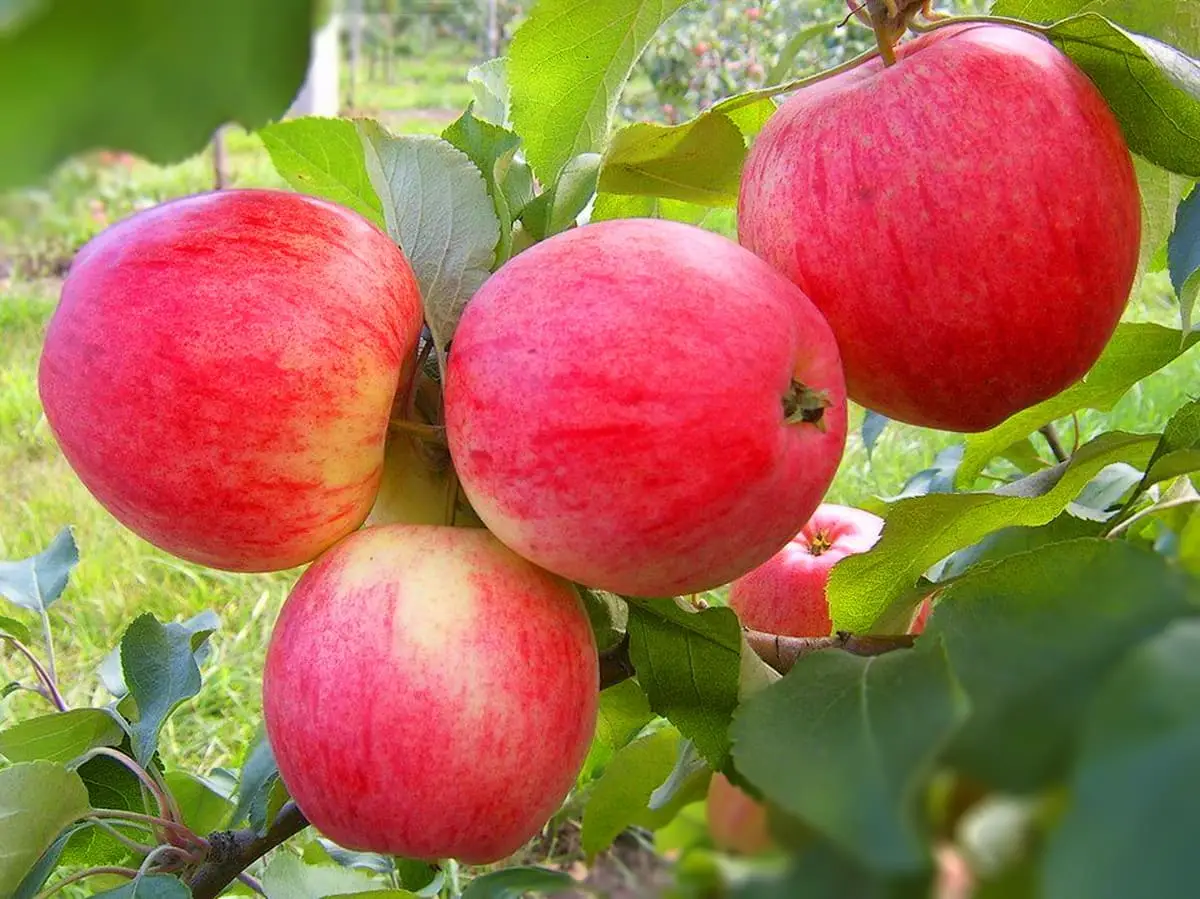 Сбор и хранение урожая яблони