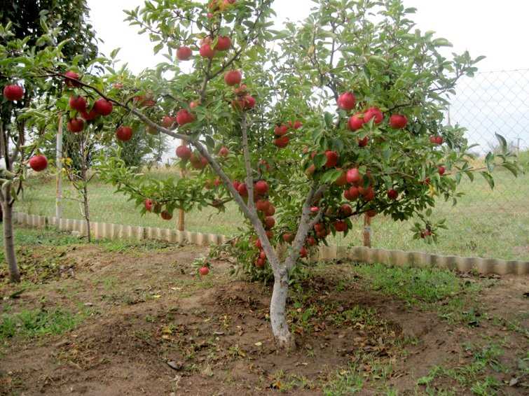 Виды яблони для выращивания в саду