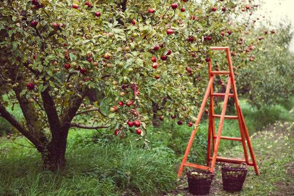 Подкормка яблони в саду