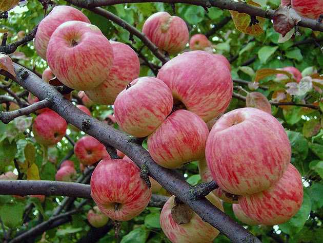 Подготовка почвы для выращивания яблони