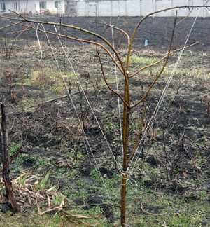 Популярные ошибки при гнении веток деревьев