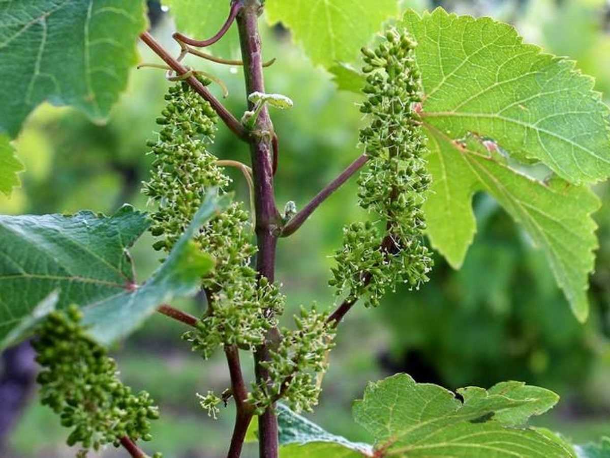 Защищаем виноград от болезней: ДВЕ важные обработки – до и после цветения!