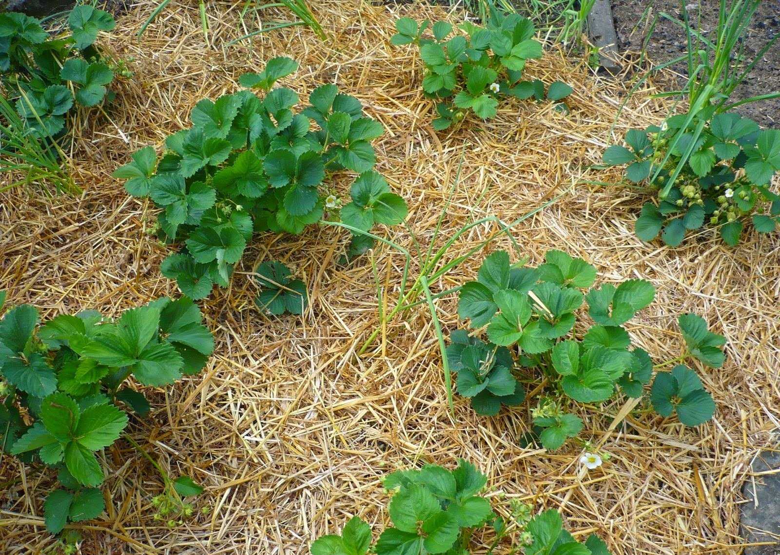 Разработка правильной схемы посадки клубники для ускорения роста и подавления сорняков